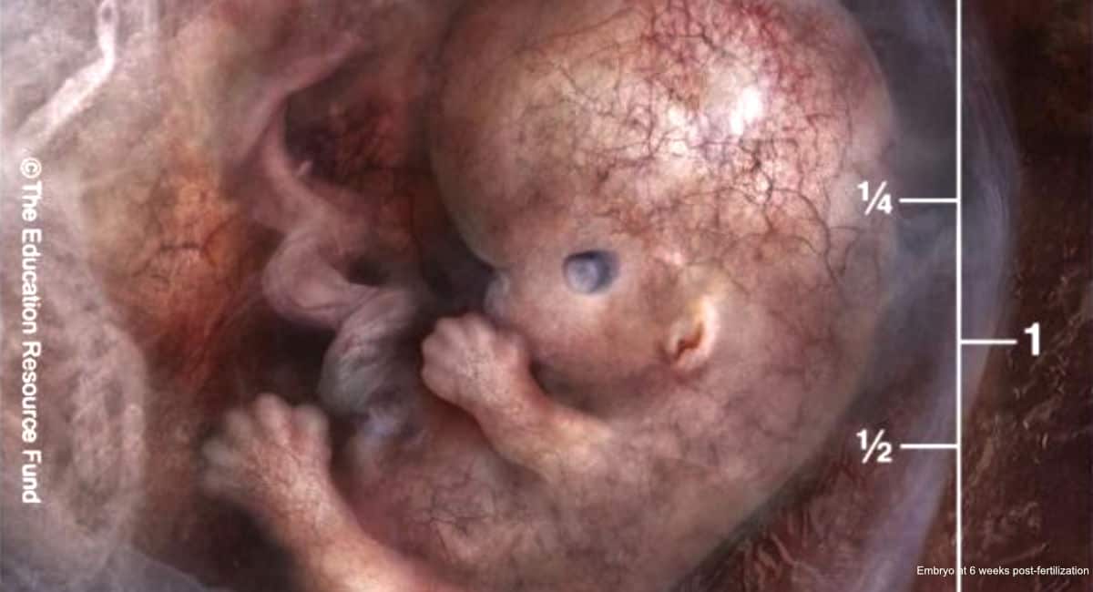 media fire photos pregnancy tissue embryos 01