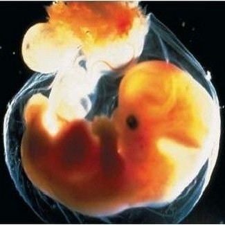 embrya 02