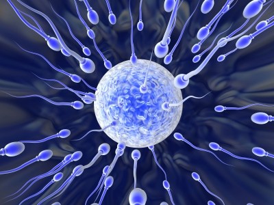 sperm fertilizing egg 01