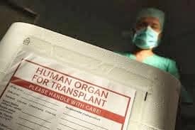 human organ