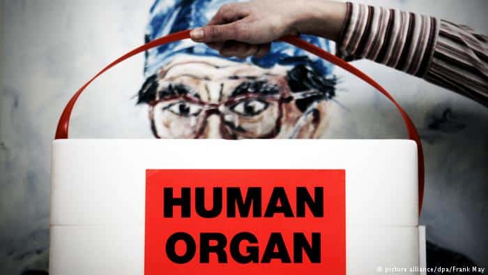 human organ 01