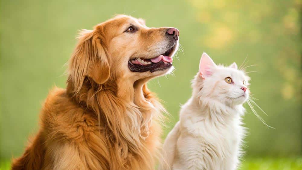 pets 01
